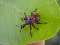 Strigapoderus javanicus