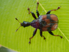 Strigapoderus javanicus