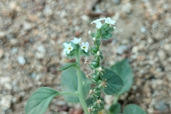 Heliotropium dolosum