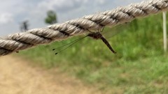 Ululodes macleayanus