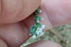 Heliotropium dolosum