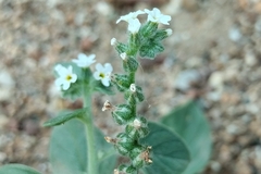 Heliotropium dolosum