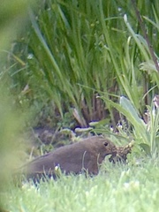Turdus merula