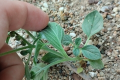 Heliotropium dolosum