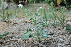Heliotropium dolosum