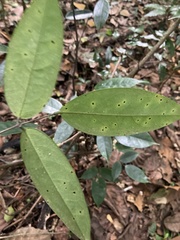 Rourea surinamensis