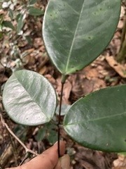 Rourea surinamensis