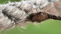 Ululodes macleayanus