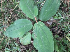 Miconia serrulata