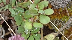 Trifolium ligusticum