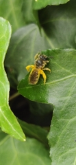 Andrena subopaca