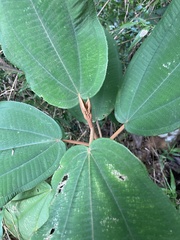 Miconia serrulata