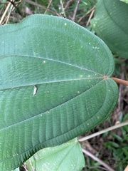 Miconia serrulata