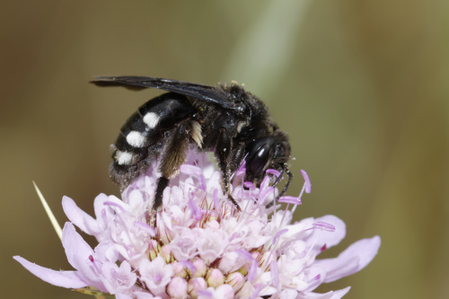 Representative image of Andrena albopunctata