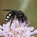 Andrena albopunctata - Photo (c) Bastien Louboutin, μερικά δικαιώματα διατηρούνται (CC BY-NC), uploaded by Bastien Louboutin