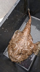 Lophius piscatorius