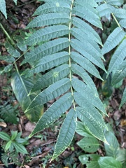 Zanthoxylum martinicense