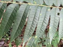 Zanthoxylum martinicense