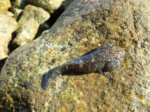 Tepalcate clingfish (Gobiesox pinniger) — Gobiesocidae — 2