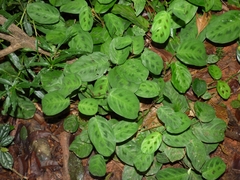 Maranta