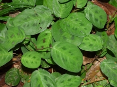 Maranta