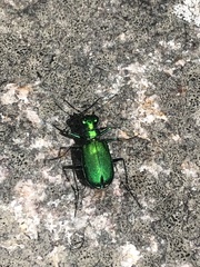 Cicindela denikei