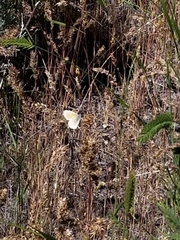 Coenonympha california