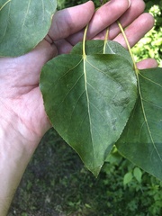 Populus balsamifera