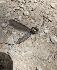 Ululodes macleayanus