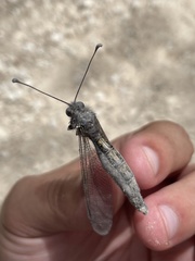 Ululodes macleayanus