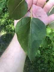 Populus balsamifera