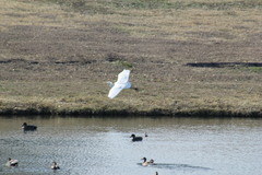 Ardea alba