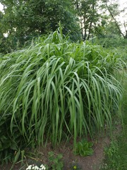 Miscanthus × longiberbis
