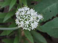 Allium cepa cepa