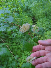 Physocarpus intermedius