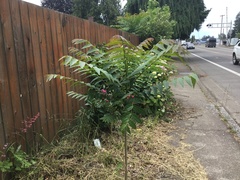 Ailanthus altissima