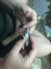 Lythrurus umbratilis