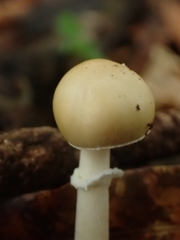Amanita xylinivolva