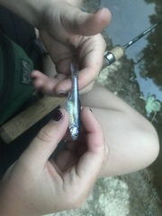 Lythrurus umbratilis