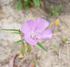 Clarkia dudleyana