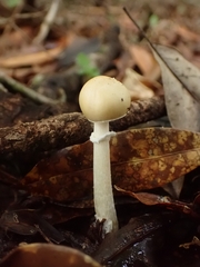 Amanita xylinivolva