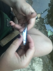 Lythrurus umbratilis