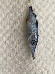 Macroramphosus scolopax