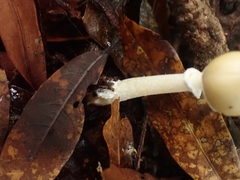 Amanita xylinivolva