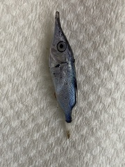 Macroramphosus scolopax