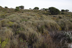 Pseudopentameris macrantha