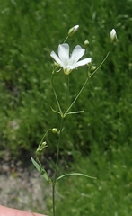 Gypsophila elegans
