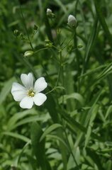 Gypsophila elegans
