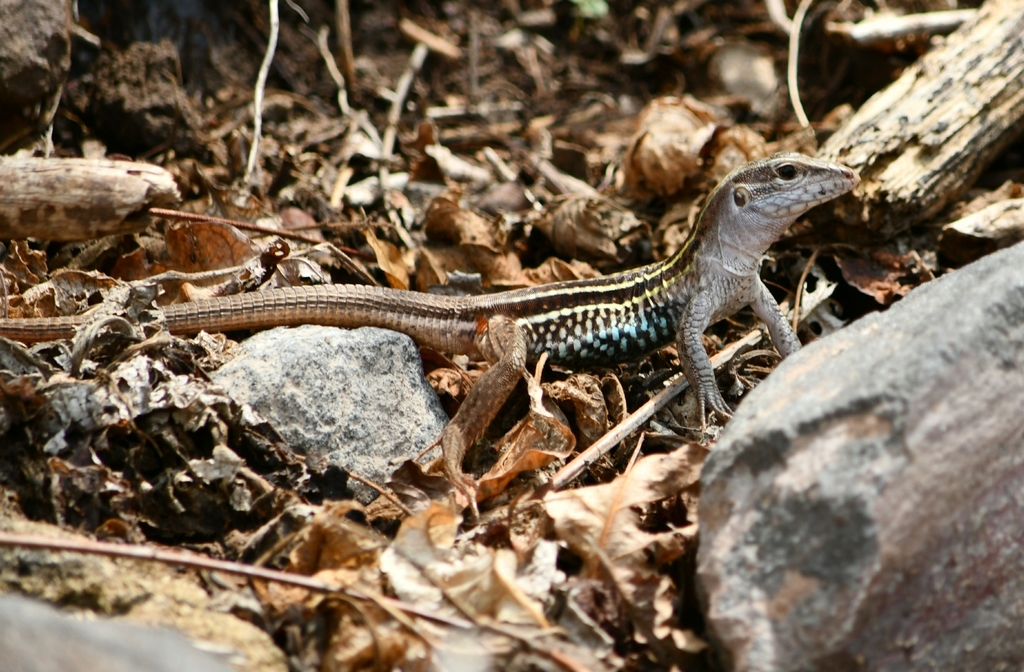 Colima Giant Whiptail
