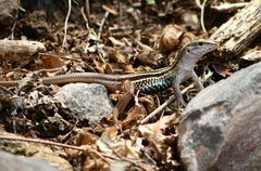 Colima Giant Whiptail photo 2